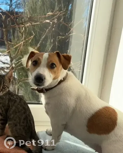 Пропала собака, женский пол, 3-я Котельная улица, 15, Таганрог - коричневый ошейник с белыми сердцами - photo