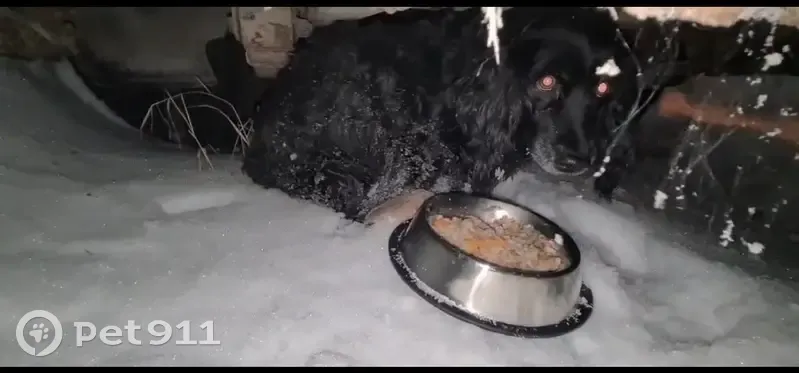 Найдена собака, Радужная улица, Московский - похожа на чёрного спаниеля - photo