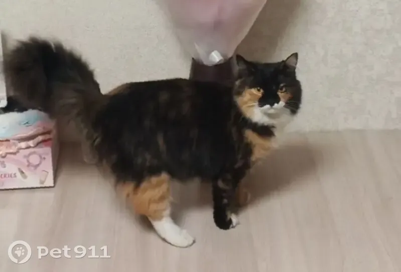 Пропала кошка, Аргаяш, Челябинская область - трёхцветная красавица - photo