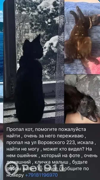 Пропал кот, улица Воровского, 223, Краснодар - photo