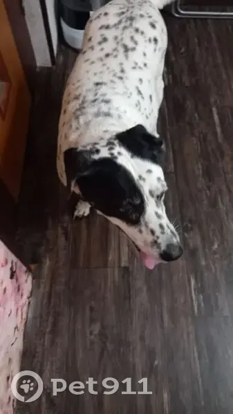 Пропала собака, женский пол, Некрасовская улица, 3, Самара - photo