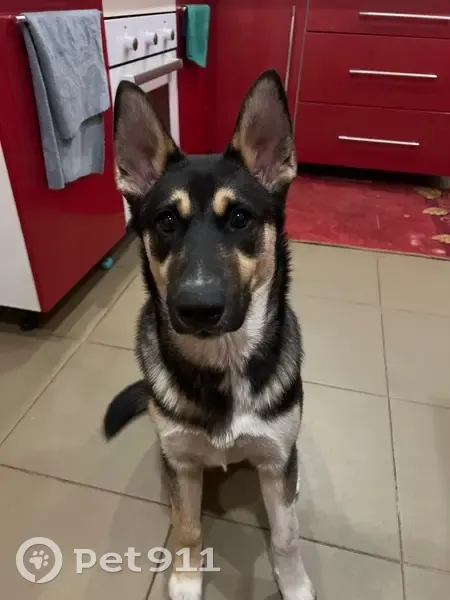 Пропал собака, Аграрная улица, 78, Тамбов - окрас как у овчарки - photo