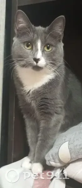 Пропала кошка, Вычегодская улица, 9 к3, Архангельск - серая с белой полоской на носу - photo