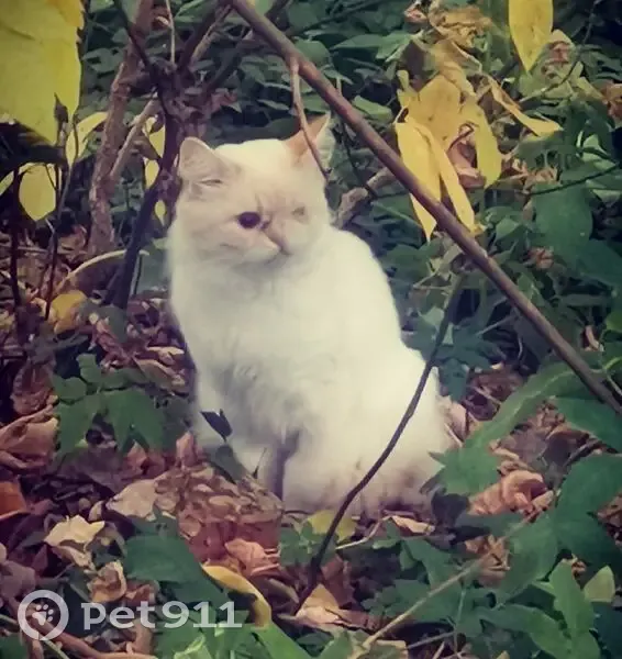 Пропал кот, Речной проспект, Кострома - белый с кремовым, нет левого глазика - photo