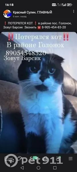 Пропала кошка, улица 47-й Гвардейской Стрелковой, Пригородный - вислоухий, может быть пугливый - photo