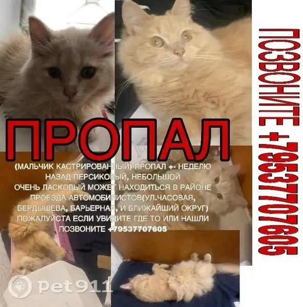 Пропала кошка, проезд Автомобилистов, Мичуринский сельсовет - ласковый, ручной, персиково-белый окрас - photo