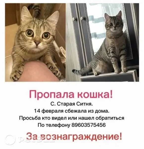 Пропала кошка, Советская улица, 11А, Старая Ситня - рыжая и пучеглазая - photo