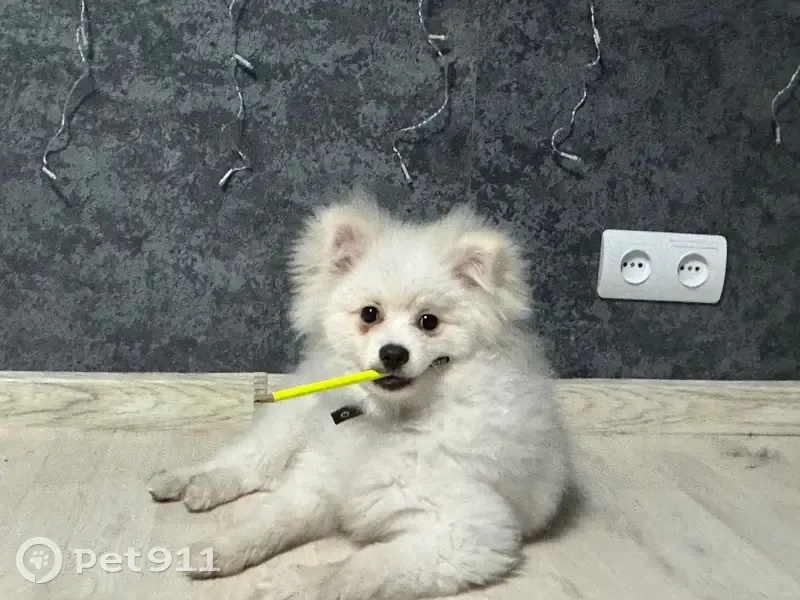 Пропал собака, улица Льва Толстого, 74Г, городской округ Льгов - черный ошейник - photo