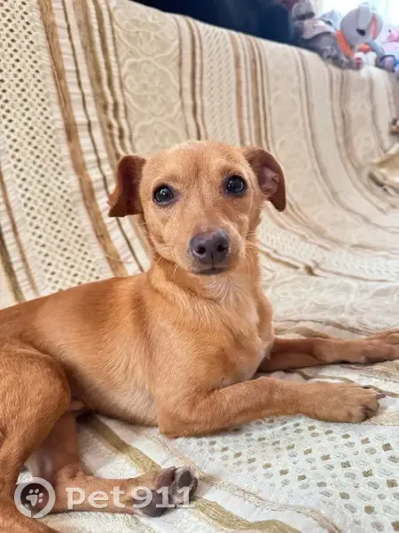 Пропал собака, улица Чапаева, 297Б, Аксай - рыжий с ошейником - photo