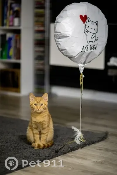 Пропал кот, улица Калинина, Подольск - рыжий с полосатым хвостом - photo