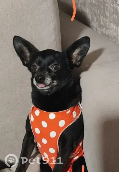 Пропал собака, мужской, Тимашёвск, Краснодарский край - старенький и почти беззубый - photo