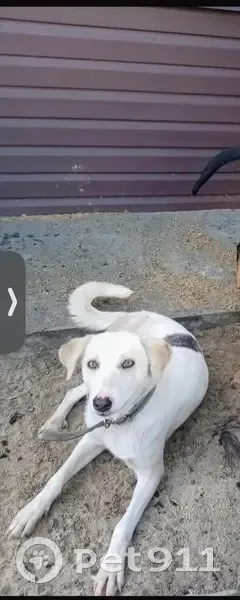 Пропала собака, женский пол, улица Генерала Романенко, 27А, Волгоград - тёмное пятно на правом боку - photo