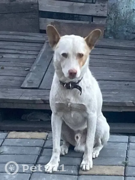 Пропал собака, Сукпакская улица, Кызыл - белый окрас, желтое пятно у глаза - photo