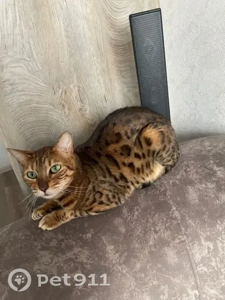 Пропала кошка, улица Крупской, Славянск-на-Кубани - леопардовый окрас, отсутствует верхний клык - photo