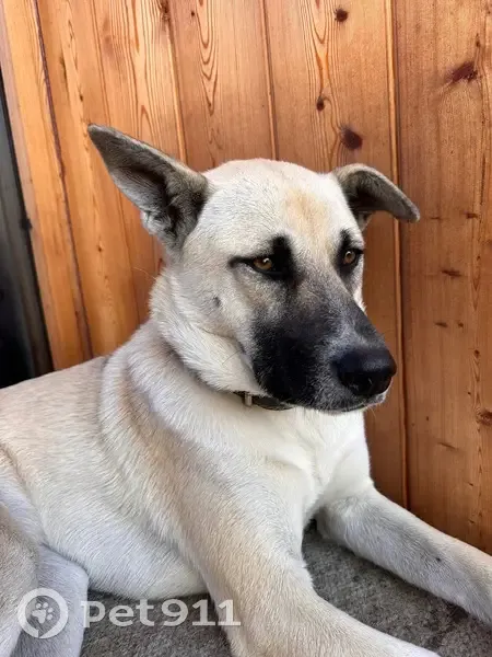 Пропала собака, девочка, улица Леселидзе, 49/10А, Пластунка - зовут Стёпа - photo