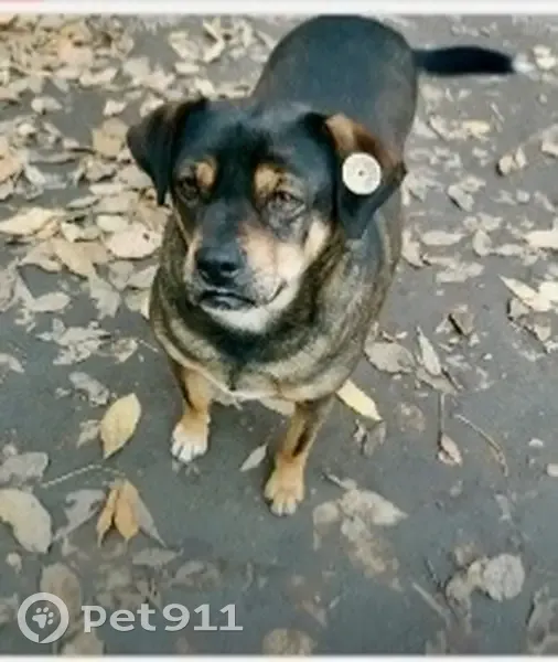 Пропал собака, улица Максима Горького, 226/43, Ростов-на-Дону - с круглой клипсой на ухе - photo