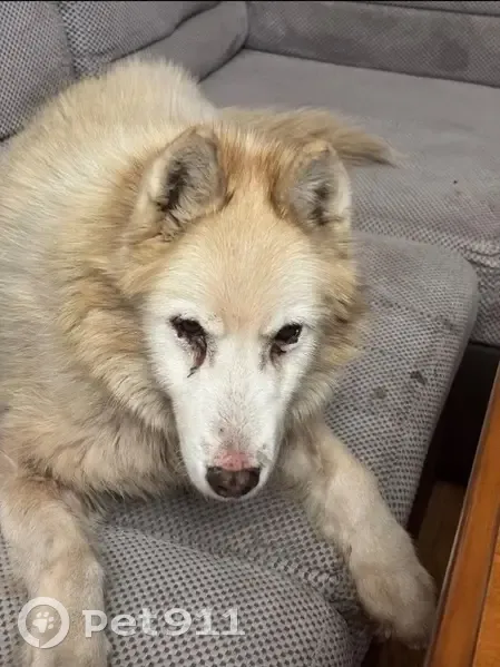 Найдена собака, улица Лейтенанта Яналова, Калининград - хромает на задние лапы - photo