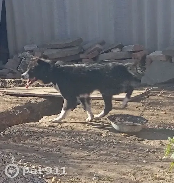 Пропала собака, улица Карла Маркса, Карталы - черно-белая, большая - photo