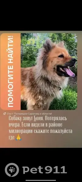 Пропал собака, улица Колотилова, Энгельс - оранжево черный, боится чужих людей - photo