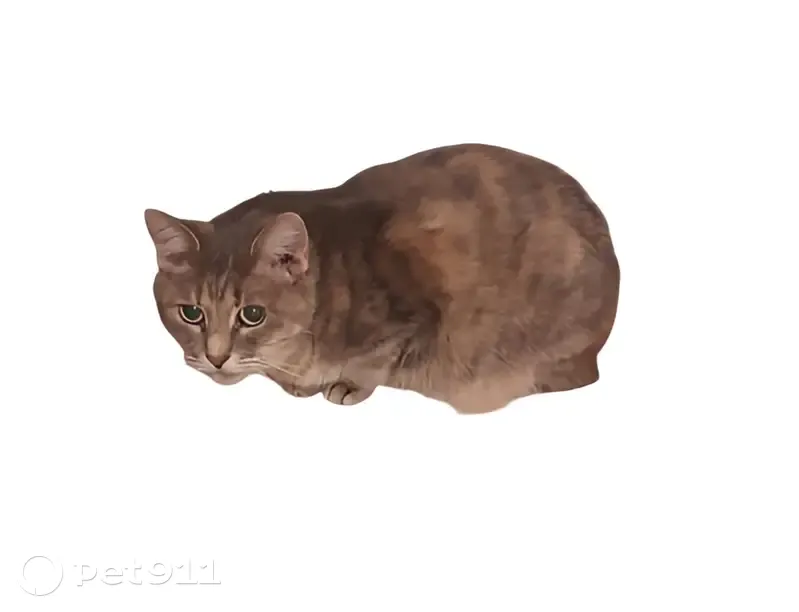 Пропала кошка, улица Академика Капицы, 26 к1, Москва - дымчато-серая с рыжими подпалинами - photo