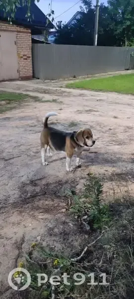 Пропала собака, мальчик, Октябрьский лес, Октябрьский - номерная татуировка - photo