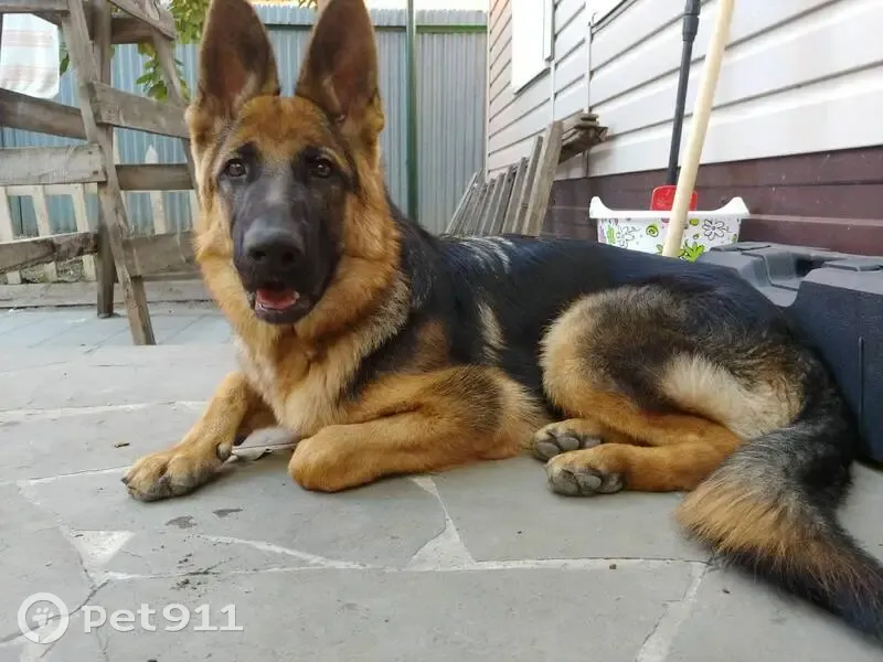 Пропала собака, Киргизская улица, 38В, Ростов-на-Дону - немецкая овчарка, рыжий окрас - photo