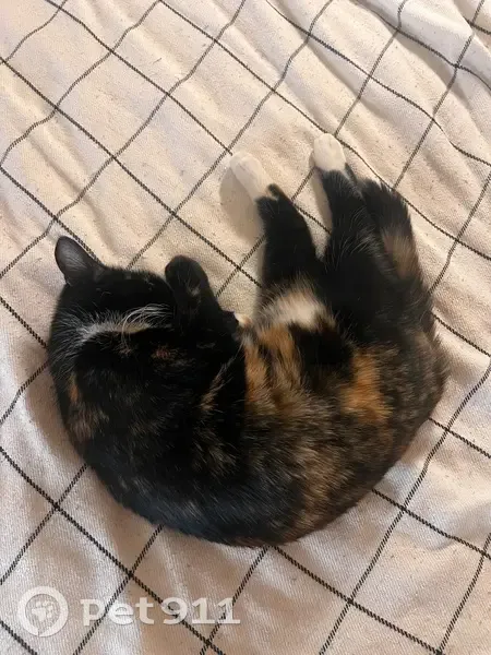 Пропала кошка, Восточный переулок, Геленджик - ласковая и пугливая - photo