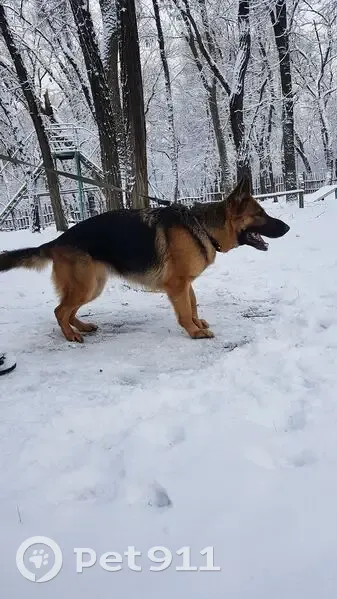 Пропала собака, площадь Чкалова, Ростов-на-Дону - рыжая чепрачная немецкая овчарка - photo