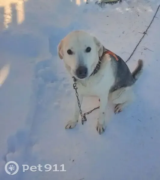 Пропал собака, Фурманов, Ивановская область - окрас белый с чёрным - photo