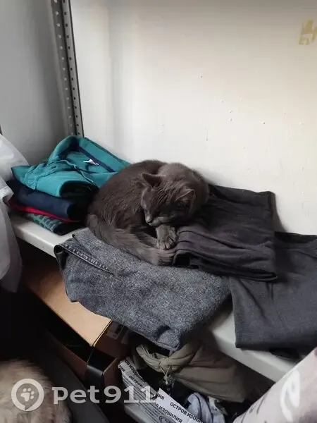 Пропал кот, Новослободская улица, 20, Молодёжный - 5-месячный, зелёные глаза - photo