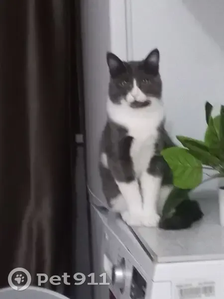 Пропал кот, улица Ленина, 30, Михайловск - серый с белым - photo