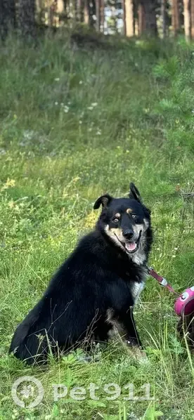 Пропал собака, Зелёная улица, 6, Проскурниково - чёрный с белым перекрестием на груди - photo