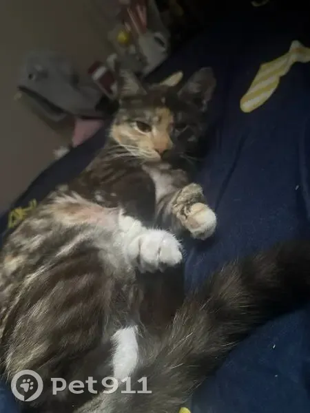 Пропала кошка, Натухаевская, Краснодарский край - трёхцветная, слепая на один глаз - photo