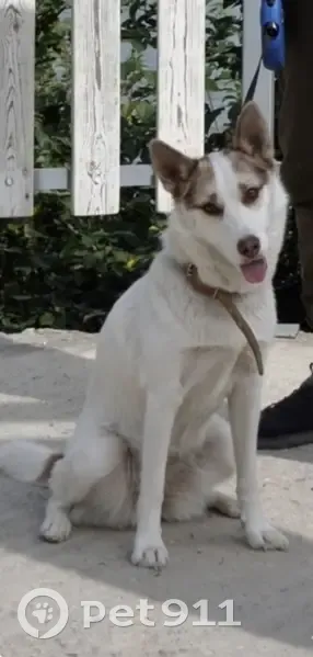 Пропала собака, Родионовская улица, Красный Крым - женская, в ошейнике - photo