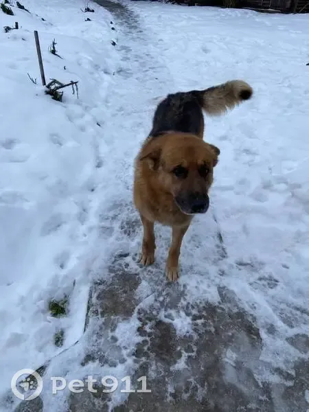 Пропал собака, Печки, Псковская область - старенький, лет 10 - photo