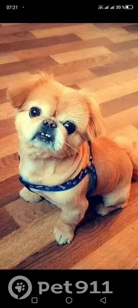 Пропал собака, улица Ленина, 138, Бугульма - рыжий окрас - photo