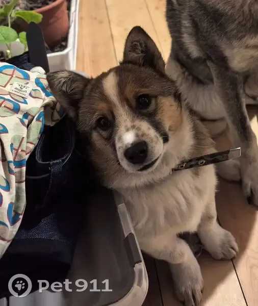 Пропала собака, Ушаковское сельское поселение, Иркутская область - размером с корги - photo