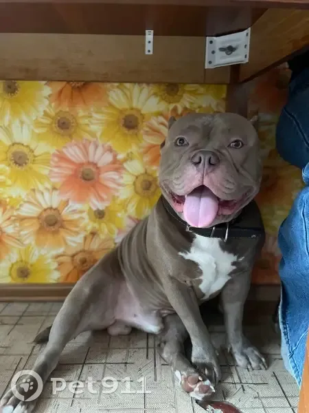 Пропал собака, Рионская улица, Волгоград - мальчик 10 месяцев, зовут Марти - photo