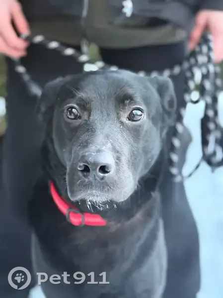 Пропал собака, улица Крахмалёва, 53, Брянск - хромает на заднюю лапу - photo