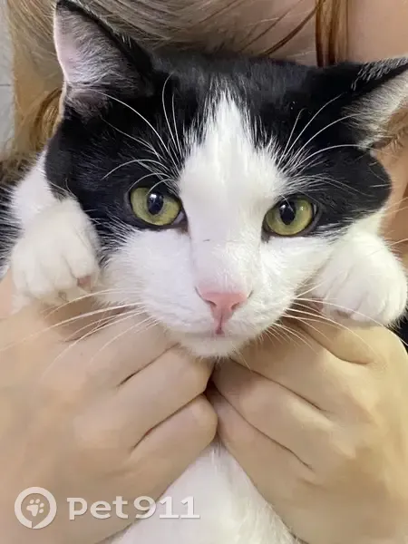 Пропал кот, Перкопская улица, 18, Тюмень - черно-белый окрас, розовый нос - photo