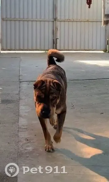 Пропал собака, улица Карла Либкнехта, 19, Белореченск - тёмно-коричневый окрас - photo