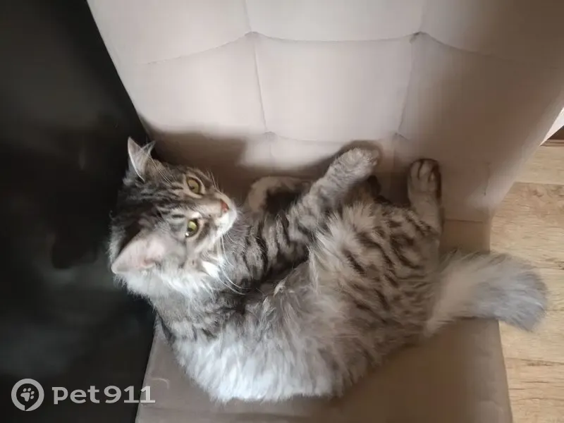 Пропала кошка, 40 лет Сталинградской битвы, 6, Городище - серый с полосками, синий ошейник - photo