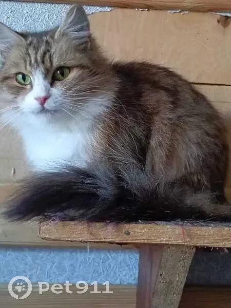 Пропала кошка, улица 3-й Пятилетки, 25, Новодвинск - сибирская пушистая - photo