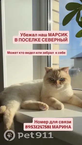 Пропал кот, улица имени Александра Космодемьянского, городской округ Тамбов - белый с рыжим, голубые глаза - photo