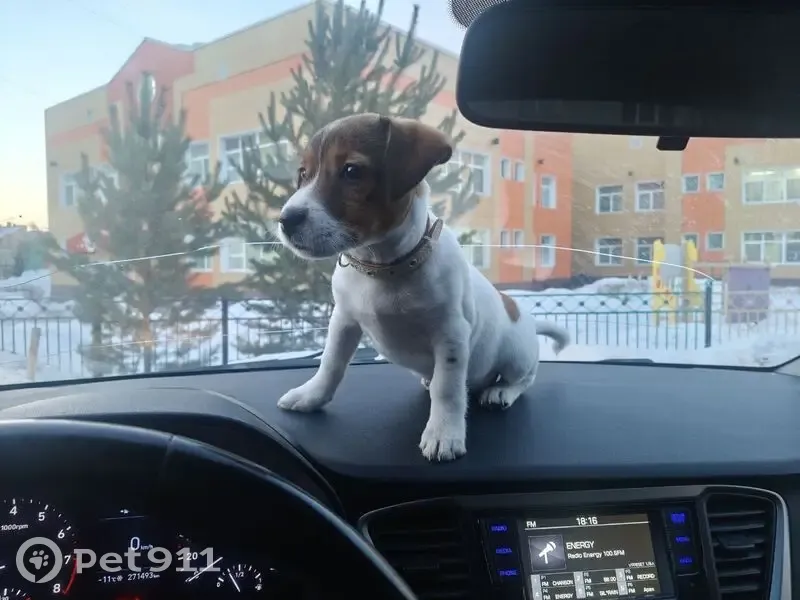 Пропала собака, Тюменская улица, 31, Кемерово - девочка по кличке Белка - photo