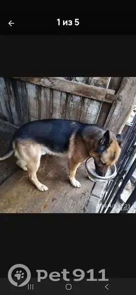 Пропал собака, Бийская улица, 38/3, Кемерово - без ошейника - photo