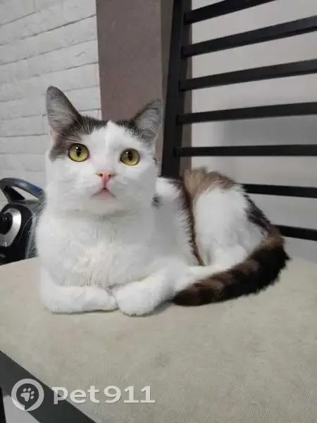 Найден кот, 1-я Краснодарская улица, Ростов-на-Дону - ласковый и спокойный - photo