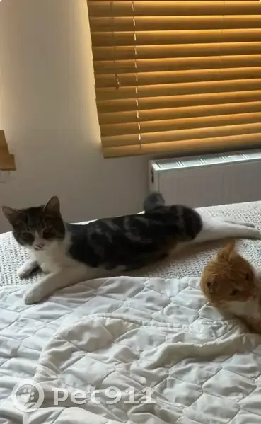 Пропала кошка, улица Лысая Гора, 37, Сочи - окрас табби, откликается на Рони - photo