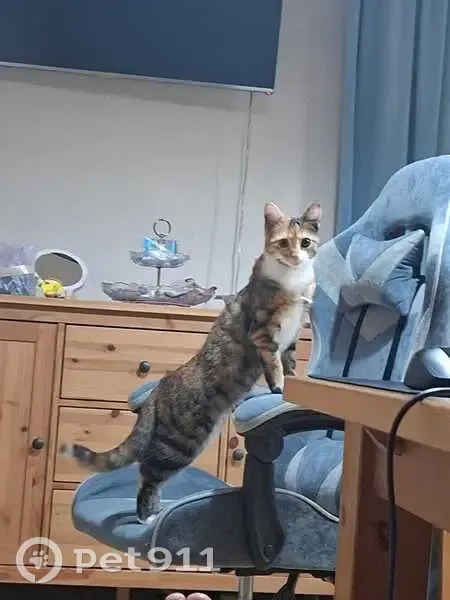 Пропала кошка, улица Куликовского, Краснодар - трёхцветная с белым пузиком - photo