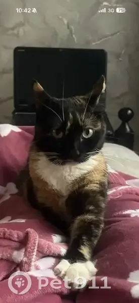 Пропала кошка, Передовая улица, 58/1, Краснодар - photo